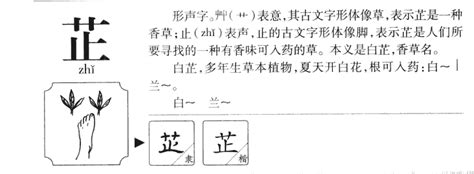 芷 姓名學|芷的意思